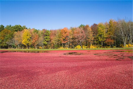 simsearch:700-00053425,k - Cranberry Harvest Stock Photo - Rights-Managed, Code: 700-02671060