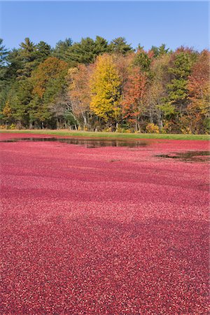 simsearch:700-00053425,k - Cranberry Harvest Stock Photo - Rights-Managed, Code: 700-02671061