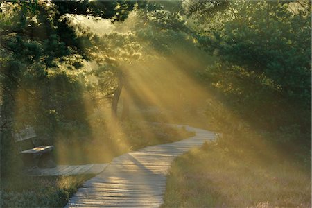 Boardwalk and Sunrays, Black Moor, Rhoen, Bavaria, Germany Stock Photo - Rights-Managed, Code: 700-02671130