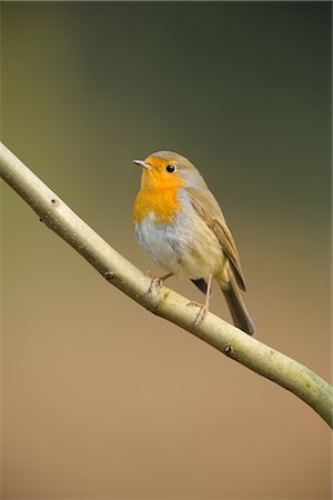 robin - Robin on Branch Stock Photo - Rights-Managed, Code: 700-02671165