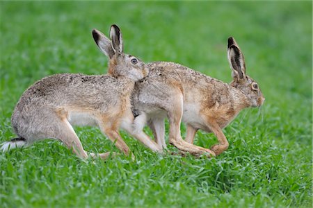 Hares Running in Field Fotografie stock - Rights-Managed, Codice: 700-02671166