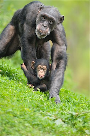 simsearch:700-02686033,k - Mother and Baby Chimpanzee Stock Photo - Rights-Managed, Code: 700-02671197