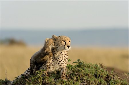 simsearch:700-02686033,k - Cheetah Mother and Cub Stock Photo - Rights-Managed, Code: 700-02671414