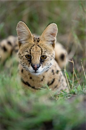 simsearch:700-02659799,k - Serval Stock Photo - Rights-Managed, Code: 700-02671415