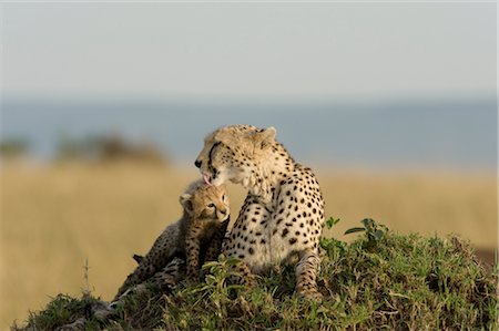 simsearch:700-02686033,k - Cheetah Mother and Cub Stock Photo - Rights-Managed, Code: 700-02671412