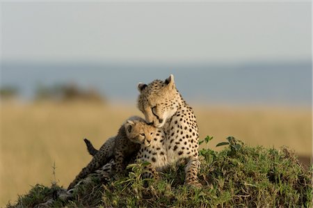 simsearch:700-02686033,k - Cheetah Mother and Cub Stock Photo - Rights-Managed, Code: 700-02671413