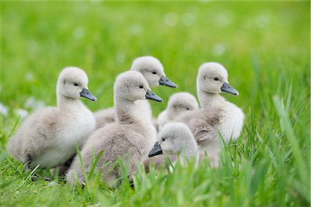 Mute Swan Cygnets Stock Photo - Rights-Managed, Code: 700-02686028