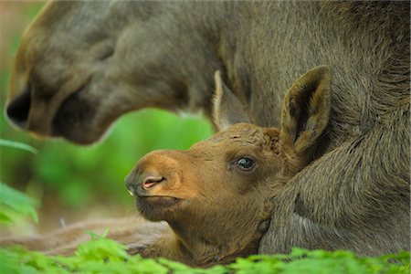 simsearch:700-02686033,k - Moose Mother and Calf Stock Photo - Rights-Managed, Code: 700-02686033