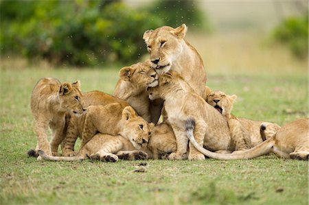 Lions Cuddling Foto de stock - Con derechos protegidos, Código: 700-02686606