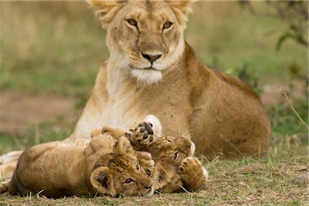 Lion Cubs Playing, Mother in Background Foto de stock - Con derechos protegidos, Código: 700-02686608