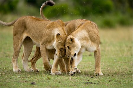 Two Lionesses with Heads Together Foto de stock - Con derechos protegidos, Código: 700-02686609