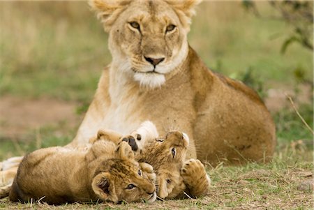 Lion Cubs Playing Stock Photo - Rights-Managed, Code: 700-02686618