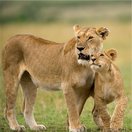 Lioness with Cub Stock Photo - Rights-Managed, Code: 700-02686610