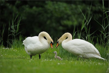 Mute Swans with Cygnet Stock Photo - Rights-Managed, Code: 700-02693874