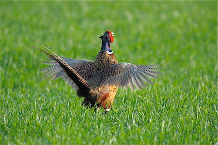 simsearch:700-03368499,k - Ring-necked Pheasant Stock Photo - Rights-Managed, Code: 700-02693872