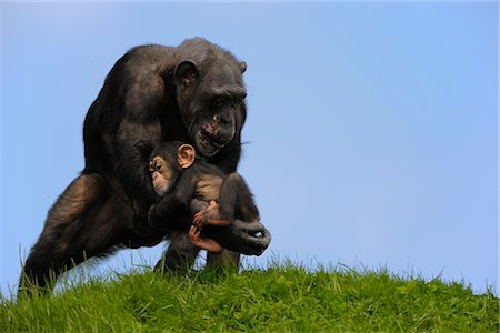 simsearch:700-02686033,k - Chimpanzee with Baby Stock Photo - Rights-Managed, Code: 700-02693873