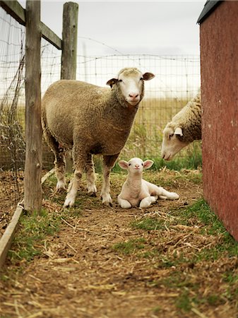 enclos - Moutons dans l'enclos Photographie de stock - Rights-Managed, Code: 700-02700284