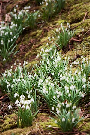Snowdrops Growing on Mossy Slope in Winter, Ayrshire, Firth of Clyde, Scotland Stock Photo - Rights-Managed, Code: 700-02700648