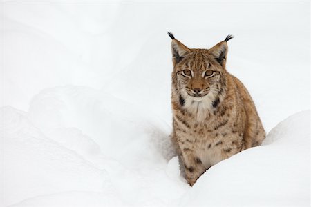 Eurasian Lynx in Winter, Bavarian Forest, National Park, Germany Foto de stock - Con derechos protegidos, Código: 700-02701033