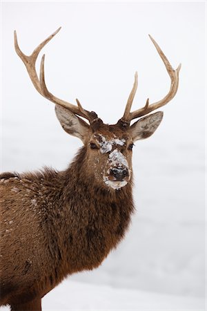 deer snow - Portrait of Red Deer Stock Photo - Rights-Managed, Code: 700-02701049