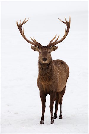 deer snow - Portrait of Red Deer Stock Photo - Rights-Managed, Code: 700-02701050