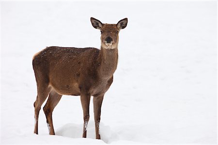 deer snow - Red Deer in Winter Stock Photo - Rights-Managed, Code: 700-02701052
