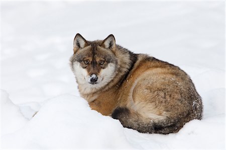 Portrait of Wolf, Bavarian Forest National Park, Germany Stock Photo - Rights-Managed, Code: 700-02701066