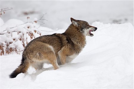 Wolf Running Through Snow, Bavarian Forest National Park, Germany Stock Photo - Rights-Managed, Code: 700-02701061