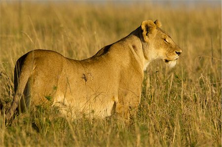 Lionne, Masai Mara, Kenya Photographie de stock - Rights-Managed, Code: 700-02723173