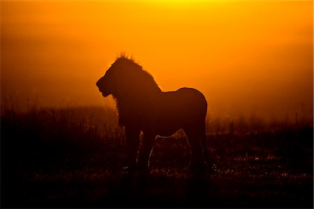 Lion, Masai Mara, Kenya Stock Photo - Rights-Managed, Code: 700-02723200