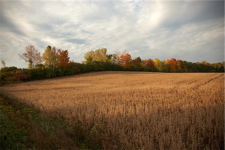simsearch:700-00053425,k - Grain Field in Autumn, Ontario, Canada Stock Photo - Rights-Managed, Code: 700-02738108