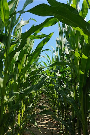 simsearch:600-06505706,k - Corn Field Stock Photo - Rights-Managed, Code: 700-02738305