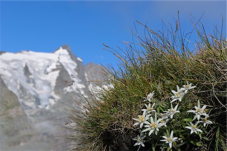Edelweiss with Grossglockner in Background, Hohe Tauern, Austria Stock Photo - Rights-Managed, Code: 700-02738328