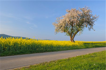 simsearch:600-03171596,k - Blossoming Apple Tree and Canola Field Stock Photo - Rights-Managed, Code: 700-02756626