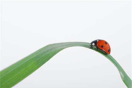 Seven-spotted Ladybug on a Blade of Grass Foto de stock - Con derechos protegidos, Código: 700-02798170