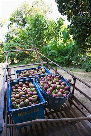 simsearch:700-01716733,k - Crates of Purple Mangosteens Ready For Shipping Stock Photo - Rights-Managed, Code: 700-02828370