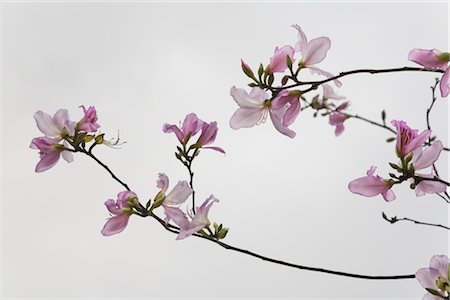 Hong Kong Orchid Tree Branch. Hanoi, Vietnam Stock Photo - Rights-Managed, Code: 700-02828405