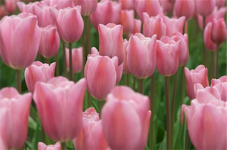 Tulips Stock Photo - Rights-Managed, Code: 700-02832912