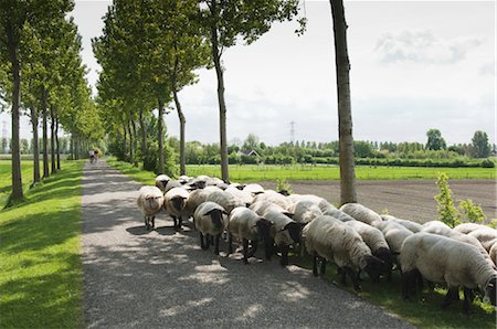 simsearch:700-06368355,k - Troupeau de moutons, près Kwadendamme, Zeeland, Pays-Bas Photographie de stock - Rights-Managed, Code: 700-02832921