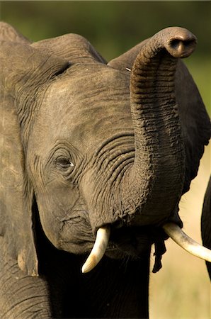 simsearch:700-02659799,k - Close-up of African Elephant Stock Photo - Rights-Managed, Code: 700-02833657