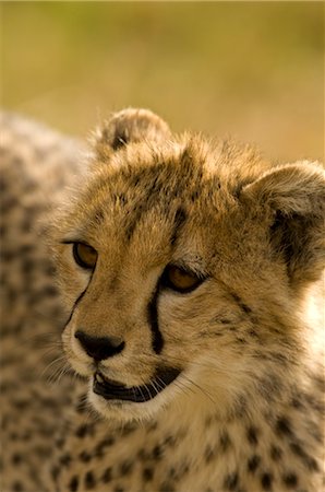 simsearch:700-02659799,k - Close-up of Young Cheetah, Masai Mara, Kenya, Africa Stock Photo - Rights-Managed, Code: 700-02833739