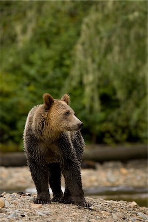 Young Male Grizzly Bear Standing by Glendale River, Knight Inlet, British Columbia, Canada Stock Photo - Rights-Managed, Code: 700-02833746