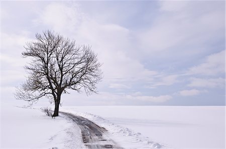 desolate - Lone Tree and Road in Tiner, Near Villingen, Baden-Wuerttemberg, Germany Foto de stock - Con derechos protegidos, Código: 700-02833931