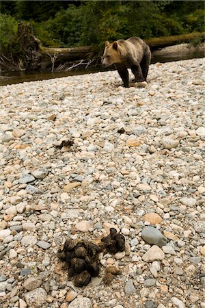 Grizzly Bear and Excrement, British Columbia, Canada Stock Photo - Rights-Managed, Code: 700-02833997