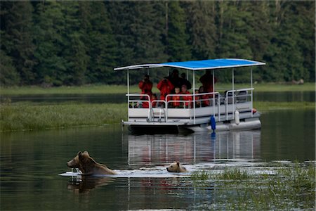 simsearch:700-02833750,k - Tourists on Boat Photographing Mother Grizzly and Cub, Glendale River, Knight Inlet, British Columbia, Canada Stock Photo - Rights-Managed, Code: 700-02833999