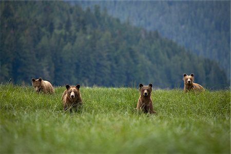 Grizzly Bears Feeding on Sedge, Glendale Estuary, Knight Inlet, British Columbia, Canada Foto de stock - Con derechos protegidos, Código: 700-02833990
