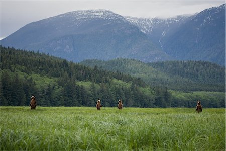 Mother Grizzly with Cubs in Sedge, Glendale Estuary, Knight Inlet, British Columbia, Canada Stock Photo - Rights-Managed, Code: 700-02833993