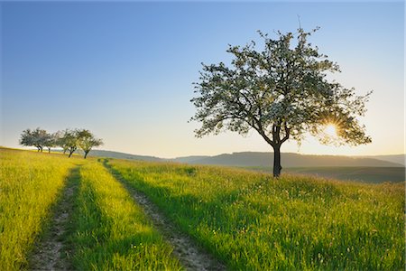 flower tree sunrise - Blossoming Apple Tree in Field, Spessart, Bavaria, Germany Stock Photo - Rights-Managed, Code: 700-02886962