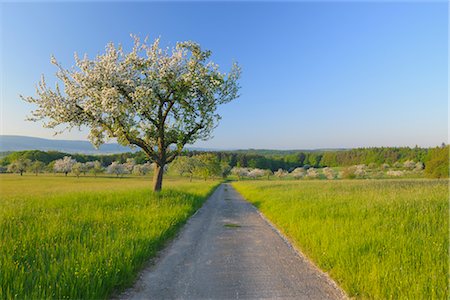 road horizon perspective photo - Blooming Apple Tree, Spessart, Bavaria, Germany Stock Photo - Rights-Managed, Code: 700-02886963