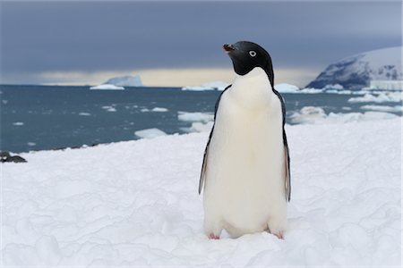 simsearch:693-03301867,k - Adelie Penguin on Iceberg, Brown Bluff, Antarctic Peninsula, Antarctica Stock Photo - Rights-Managed, Code: 700-02886974